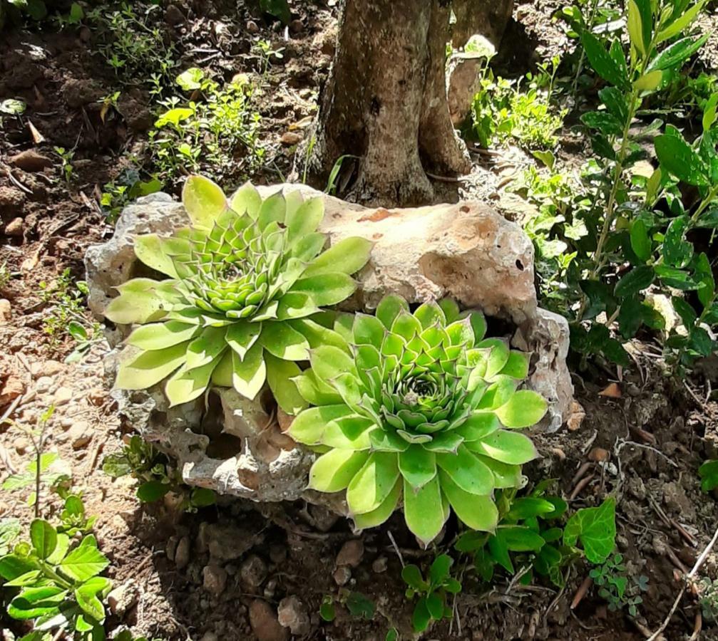 Apartmani Lea Starigrad Paklenica Bagian luar foto