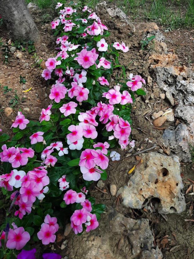 Apartmani Lea Starigrad Paklenica Bagian luar foto